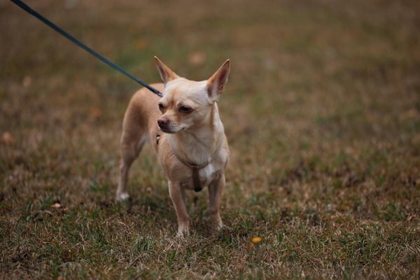 Hoe beïnvloedt ontbossing de biodiversiteit?