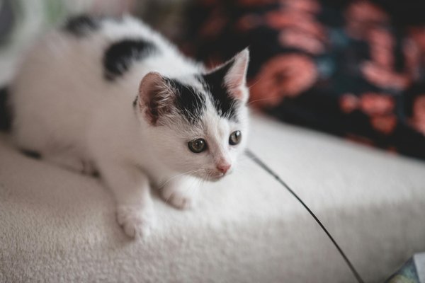 Hoe kunnen we dierenwelzijn verbeteren in stedelijke gebieden?